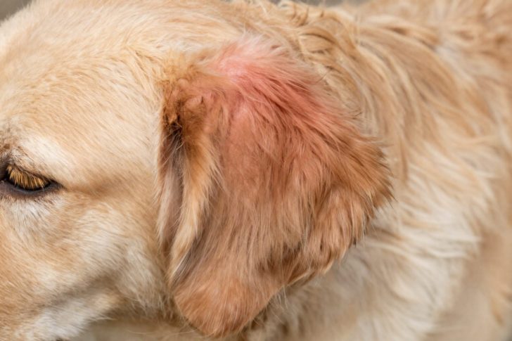 10 Early Signs of Skin Problems in Dogs Every Owner Should Know
