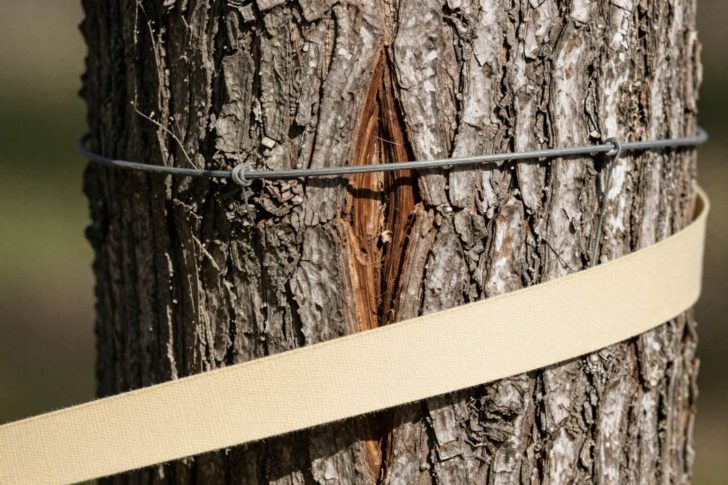 How to Stake a Newly Planted Tree Properly: 5 Mistakes That Kill Roots